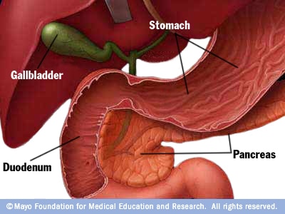 Pancreas 