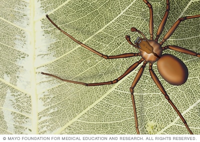 Brown recluse spider 