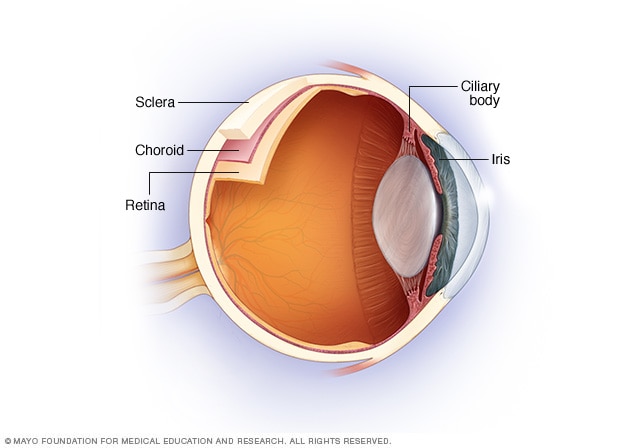 Uvea where uveitis occurs