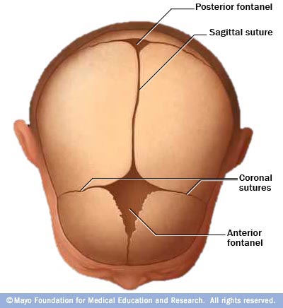 Cranial sutures and fontanels