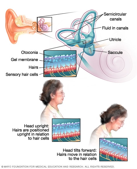 Structures in the inner ear